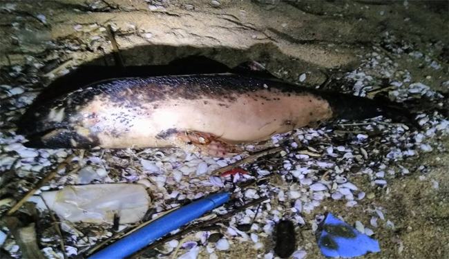 Karadeniz de Yunus yoksa Balık da yok.