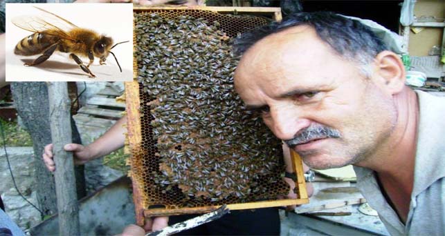 Ali Osman Çalık; “Yanlış ilaçlama arıları öldürüyor”