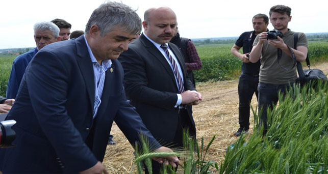 Süne ile biyolojik mücadelede 700 bin faydalı böcek salındı