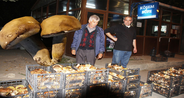 Mantar Istrancalar’da yaşayanların geçim kaynağı oldu
