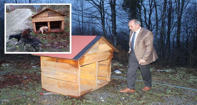 Sahipsiz köpekler için kulübe yaptılar