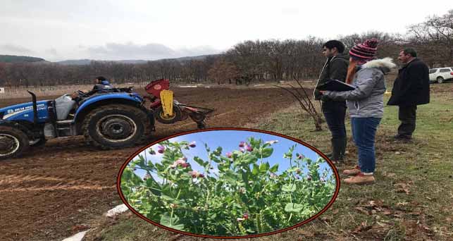 Kurudere Köyü’nde Yem Bezelyesi ekildi