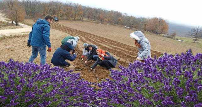 Pınarhisar’da ilk lavanta fidesi dikildi