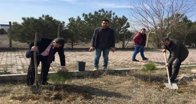 Pınarhisar’da dikili bir ağaçları kalacak