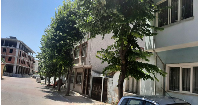 Pınarhisar’da zaman Ihlamur zamanı