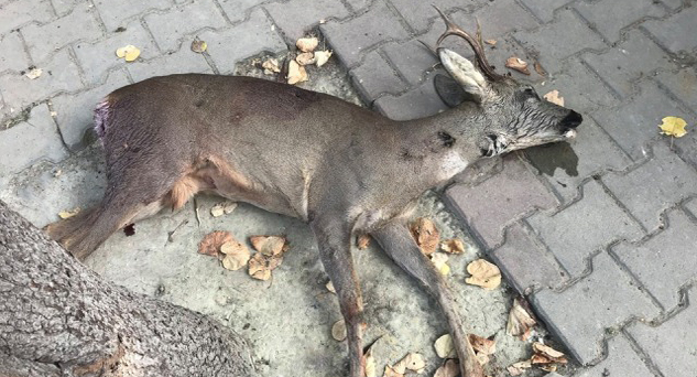Çayırdere Köyü’nde Karaca’ya kıydılar