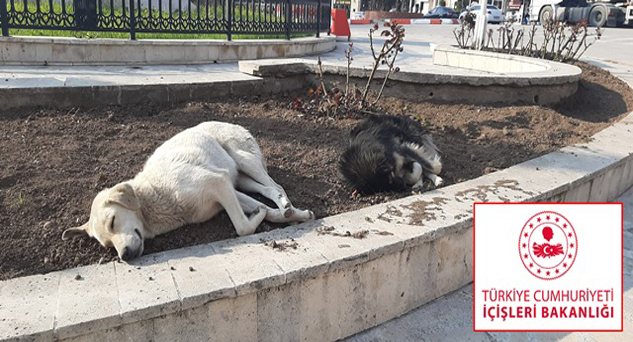 İçişleri Bakanlığından Sokak Hayvanları Genelgesi