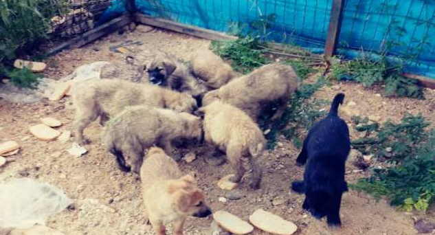 Atılan yavru köpeklere belediye sahip çıktı