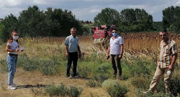 Pınarhisar’da Ayçiçeği hasadı başladı