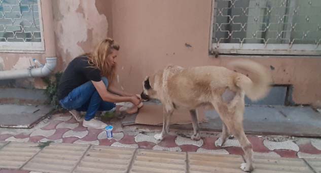 Sokaktaki canları kendi imkanları ile besliyor