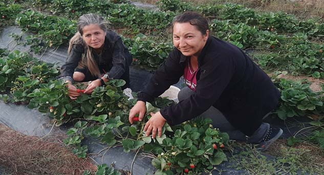 Kasım ayında sofralara gelebilecek