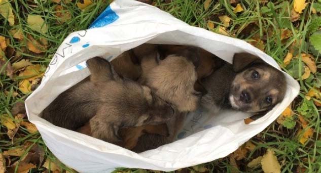 Poşet içinde yavru köpek bulundu