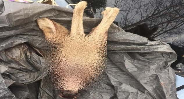 Koruma altındaki Karaca’ya kıydılar
