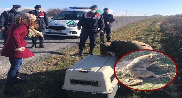 Yaralı kurt için seferber oldular