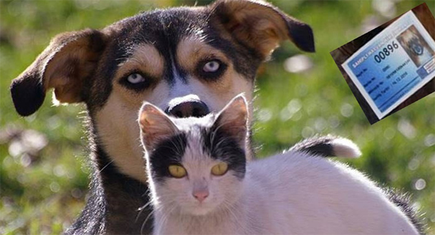 Kedi ve köpekler kimliklendirilecek