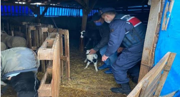 Çalınan hayvanları JASAT ekipleri buldu