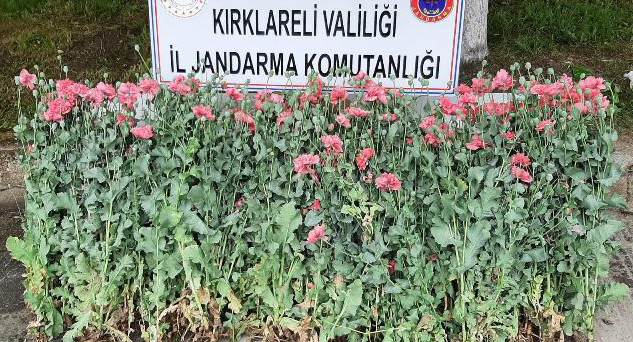Poyralı’da izinsiz ekilen haşhaş ele geçirildi