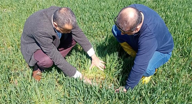 Buğday ekili alanlar kontrol ediliyor