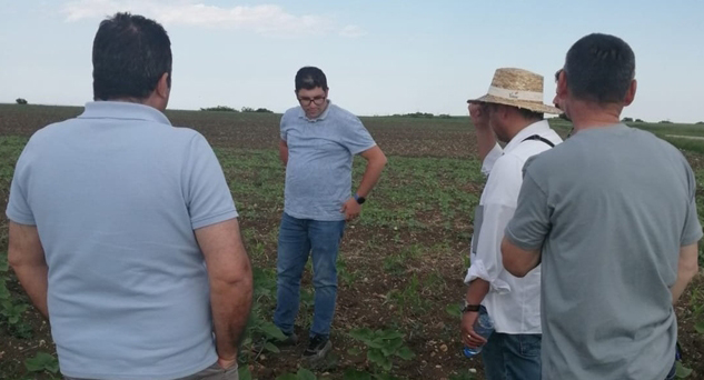Ayçiçeğinde “Mildiyö Hastalığı” tespiti yapıldı