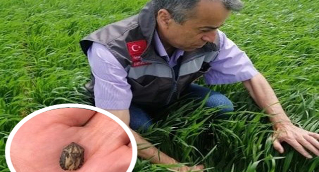Pınarhisar’da süne sürvey çalışmaları