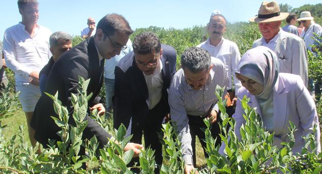 Hamdibey Köyünde Yaban Mersin’i hasadı yapıldı