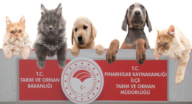 393 bin 771 ev hayvanına mikroçip takıldı