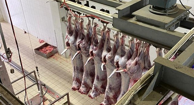 63 büyükbaş hayvan kesime gönderildi