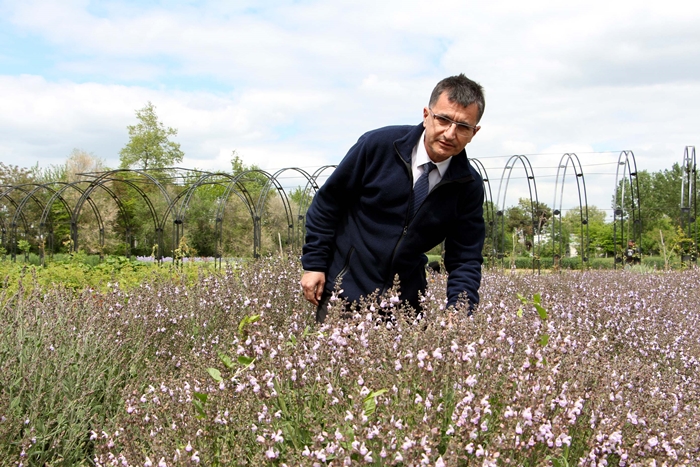 Trakya tarlalarında 60 çeşit aromatik bitki yetiştiriliyor