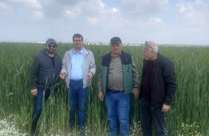 Müdür Aksoy “Türkiye’nin güneyinde buğday hasadı başladı”