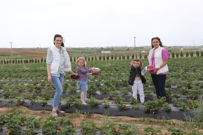Hem çilek topluyorlar hem keyifli vakit geçiriyorlar