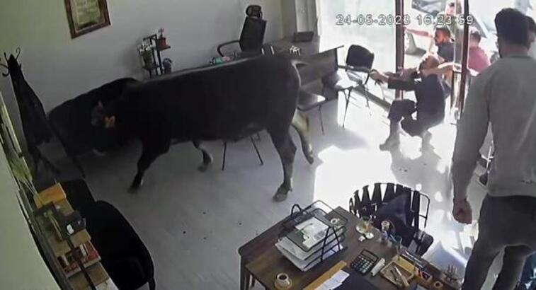 Mezbahadan kaçan boğanın emlakçıya girdiği anlar kamerada