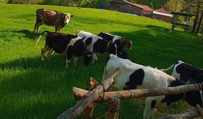 Türkiye’de çiğ süt üretimi azaldı