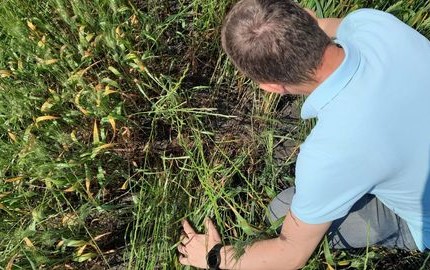 Lüleburgaz’da tüm ilçe köylerde süne nimf surveyi kontrolleri başladı