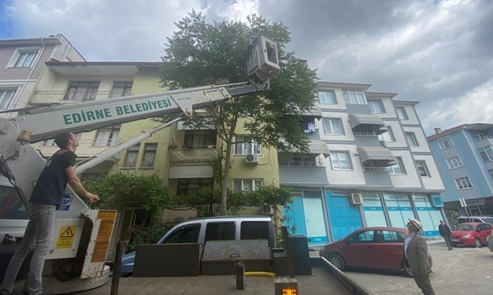 Okul çevresinde oğul veren arı paniği
