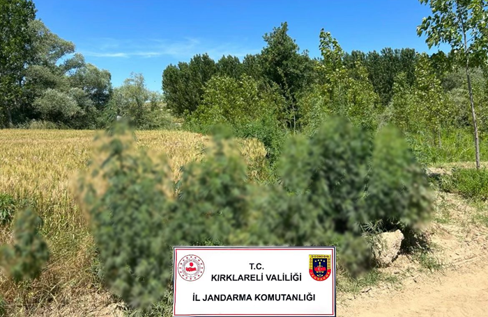10 dönümlük tarlada 14 bin kök kenevir ele geçirildi