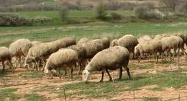 Kırklareli’nde deprem bölgesine kurban bağış kampanyası