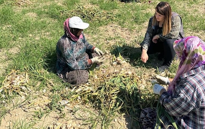 Vize Çavuşköy’de sarımsak hasadı başladı