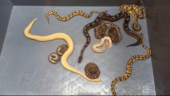 Kapıkule’de 28 piton yılanı ele geçirildi
