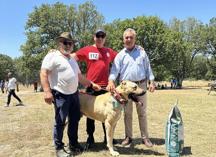 Kangal ve Anadolu çoban köpeği Irkları Kavaklı’da yarıştı