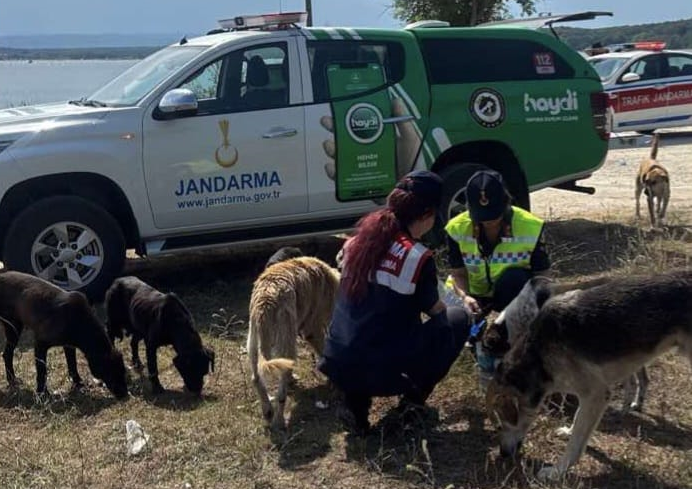 Jandarma Doğadaki Hayvanlara Yardım Eli Uzattı