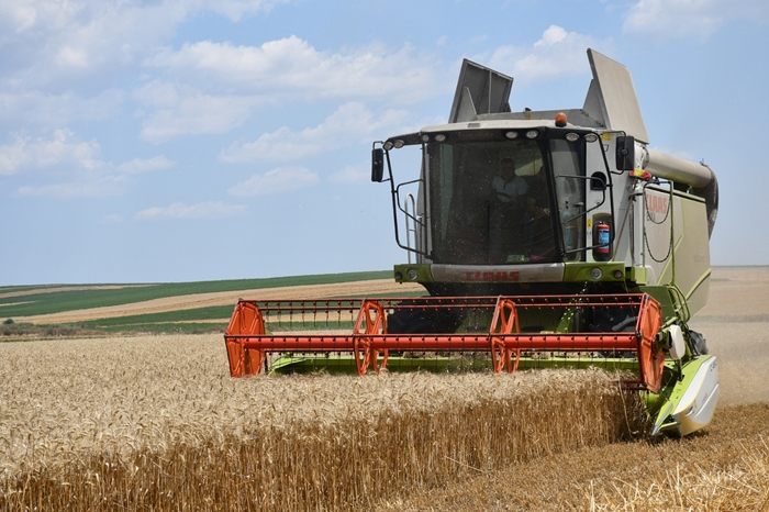 Yaklaşık 50 ton buğday elde edildi