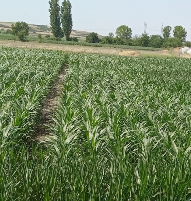 Mısır tarlasının izlemesini gerçekleştirdi