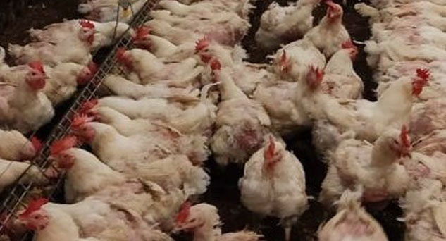 Türkiye'de Haziran 2023’te Tavuk Eti Üretiminde Azalma