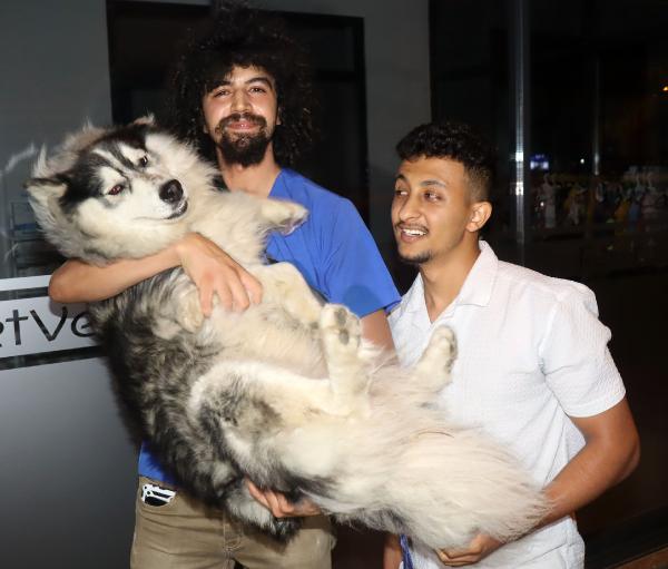İstanbul'da kaybolan köpek, Edirne'nin Keşan ilçesinde bulundu