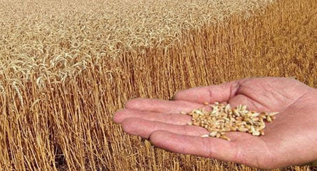 Sertifikalı Tohum Kullanım Desteği İcmalleri Askıya Çıktı