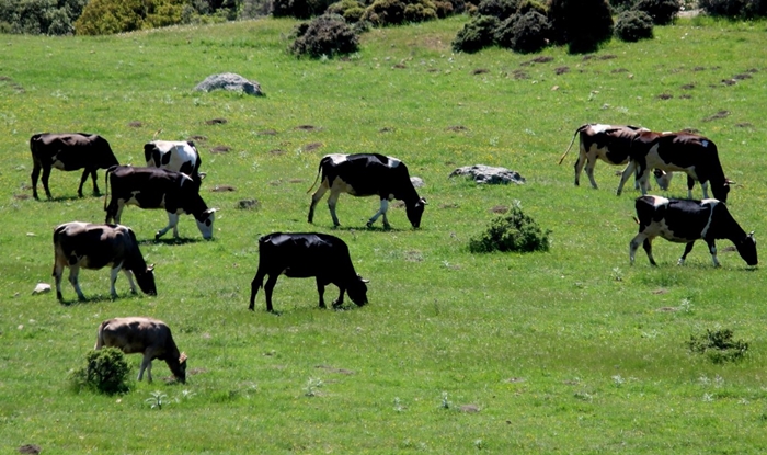 Türkiye'de Hayvansal Üretimde Dalgalanma