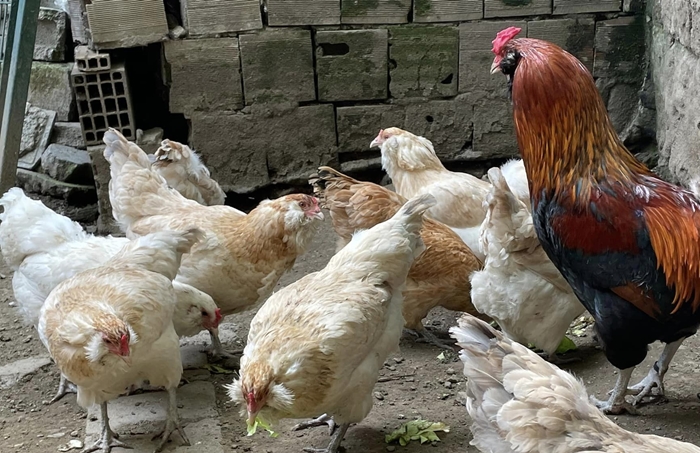 Temmuz 2023'te Tavuk Eti ve Tavuk Yumurtası Üretiminde Büyüme