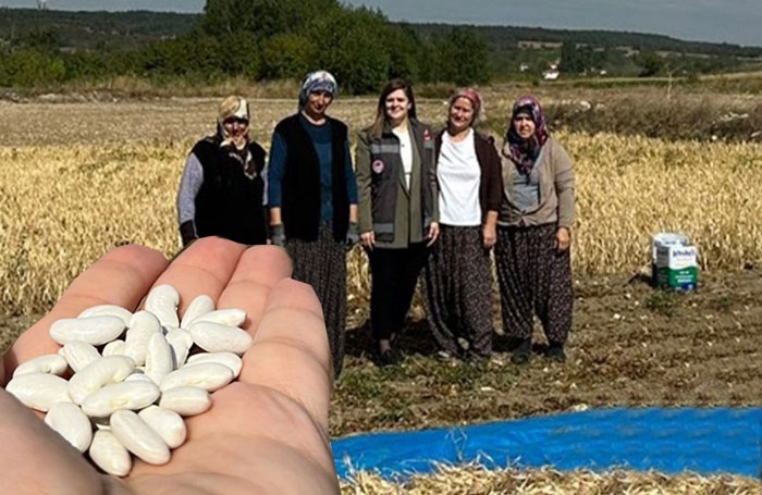 Çavuşköy'de Ata Tohumdan Yetiştirilen Kuru Fasulyeler Hasat Edildi