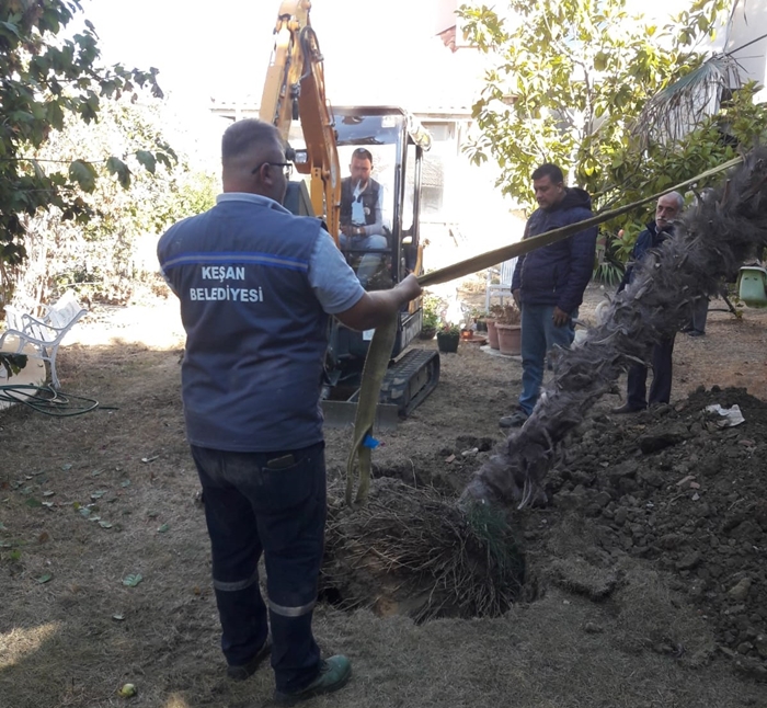 6 Palmiye Ağacının Yeri Değiştirildi
