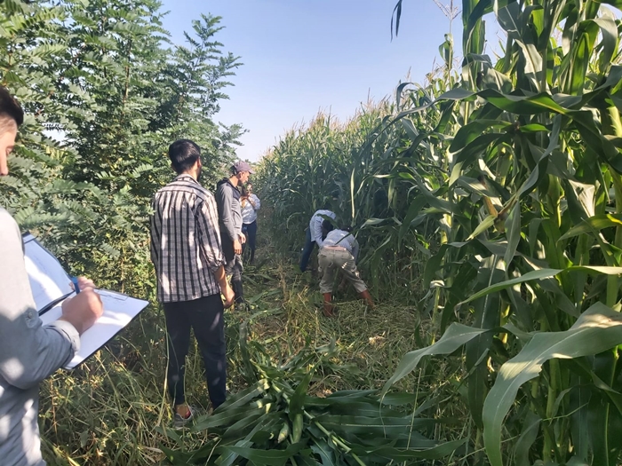 Kırklareli'de Yerli Tohumlarla Silajlık Mısır Hasadı
